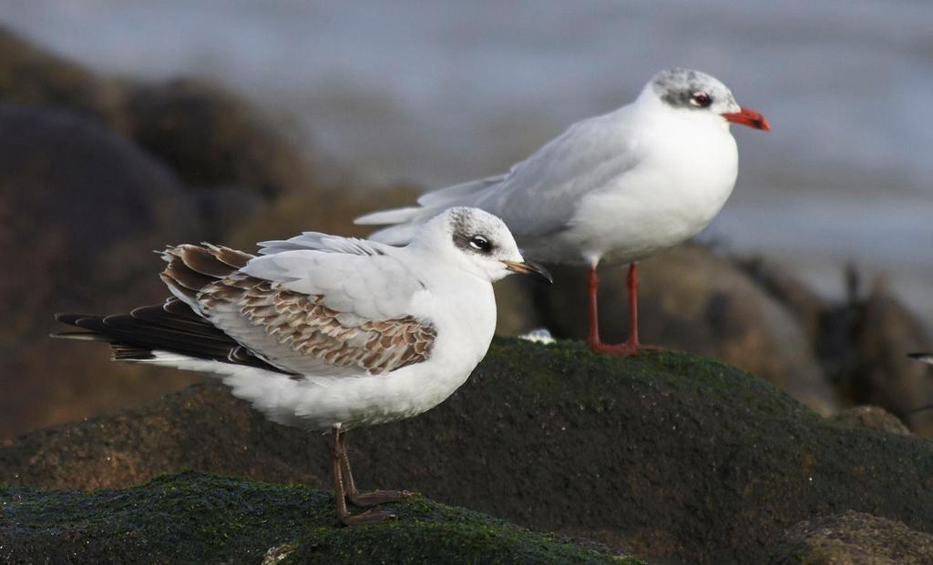 Svarthuvad mås. Foto: Erik Hirschfeld 5 mars. Heldags fågelskådning på Belmullet med en av BirdLife Irelands anställda som guide.