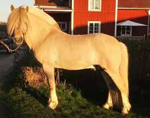 Östergötlands län (E) Stolplyckans Topaz 318 född 2015, ljbrbl, mått: 145-169-19 (2 år) Premierad Tillstånd e.