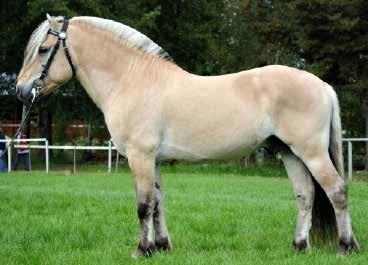Leirdals Odin 260 u. Finslands Norigo N-01-2708 mf.