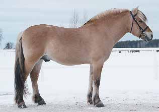 070-9712870 Östergötlands län (E) Curry 263 född 2006, ljbrbl, mått: 141-176-20 (2 år) Premierad AB exteriör e.