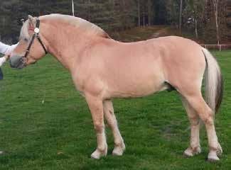 ljbrbl, mått: 143-176-21 (2 år) Premierad Tillstånd e. Caspian 258 u. Tibia 3537 mf.