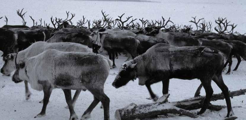 Foto: SVA Renar är känsliga för förändringar Stora variationer i nederbörd och temperatur under vintern de senaste åren har drabbat renskötseln hårt.