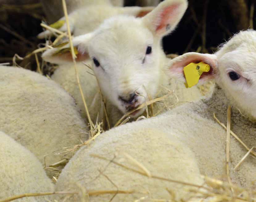 Värmestress Värmestress är ett omfattande och väldokumenterat problem i varma länder och leder till ökad dödlighet, nedsatt immunförsvar, lägre tillväxt, fruktsamhet och produktion.