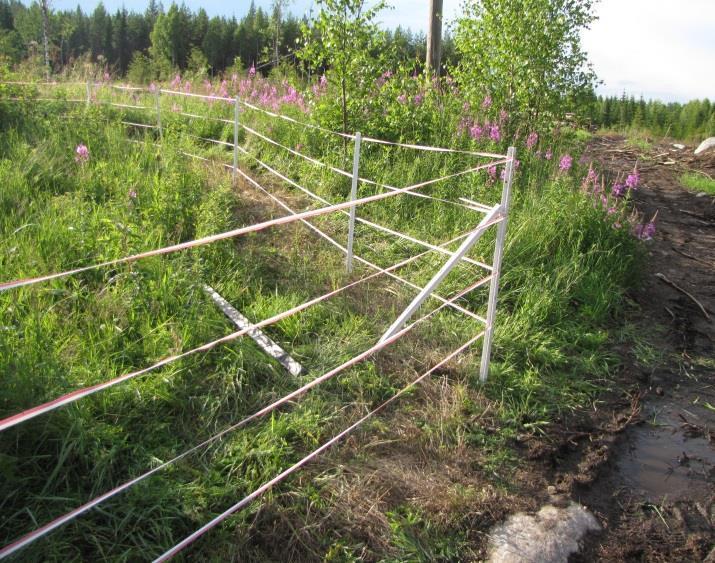 Odlingarna ska helst placeras på en jämn plats som är öppna med fri sikt söderut, då är det lättare att sätta upp stängslet och man får en maximal laddningseffekt ur solpanelerna.