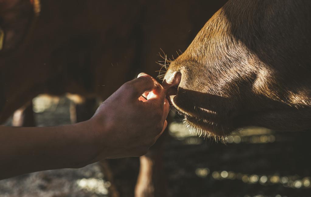 Tillsammans kan vi nå våra mål De 2 600 svenska Arlabönderna äger kooperativet Arla tillsammans med 7 700 mjölkbönder i sex andra europeiska länder.