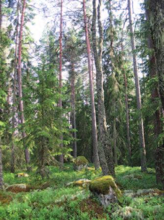 Illustration 6. Barrblandskog i södra delen av område B4. Området hyser fina miljöer för bland annat tjäder. strandskyddat område kräver dispens från länsstyrelsen.