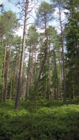 Eventuella ändringar av vägdragningar och verksplatser kan troligen göras utan risk för konflikter med det generella biotopskydd.