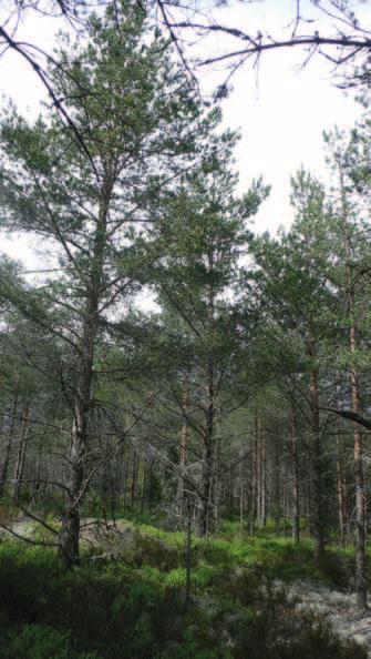 Tabell 2. Klassificering av naturvärden Klass A B Bedömningsgrunder Område med höga naturvärden och potential för att hysa rödlistade och ovanliga arter. Området bör undantas från exploatering.