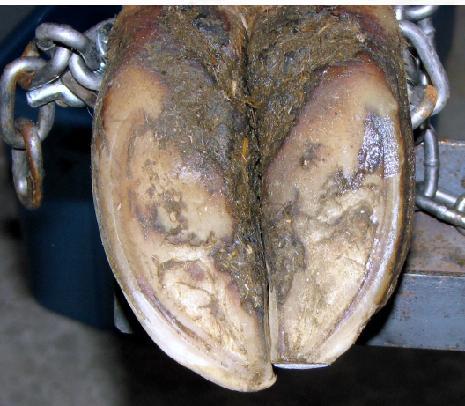Praktisk klövvård: Fas 1 Bilder av veterinärerna Gerard Cramer & Reijo Junni Vård av bakfötter påbörjas