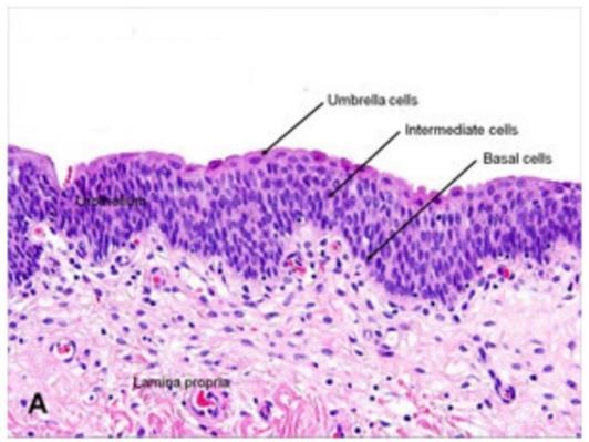 Fig 3: Histologisk bild över urinvägsepitelet som är ett övergångsepitel vilket går under benämningen urotel. Det är 5-10 cellrader djupt, beroende på den aktuella fyllnaden i till exempel urinblåsan.