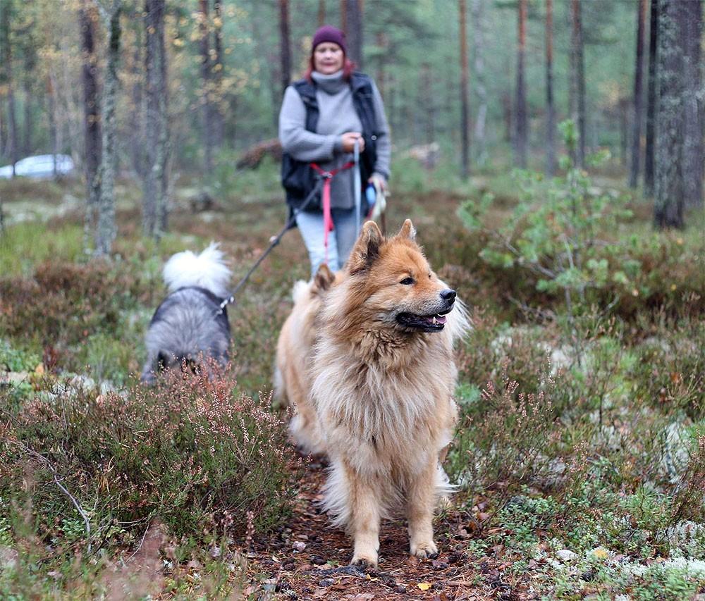 Ledamot omval 2 år - Maja Ärleborg Jag heter Maja Ärleborg Hasselkvist och bor i Eskilstuna. Jag blev med Eurasier 2006 och blev förälskad i rasen.