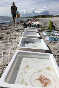 Vellinge kommun POST 235 81 Vellinge BESÖK Norrevångsgatan 3 TELEFON 040-42 50 00 Besök Falsterbo Strandbad i sommar! Under sommaren finns det massvis att se och upptäcka på Falsterbo Strandbad.