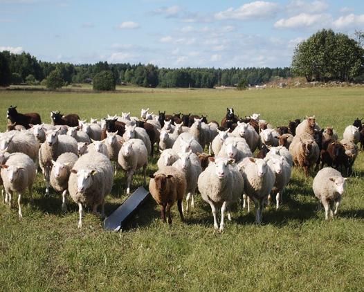 I föredraget presenterar Håkan Liby stickningens bakgrund, traditionen och influenserna, vem som stickade och vad som producerades med hjälp av stickor och