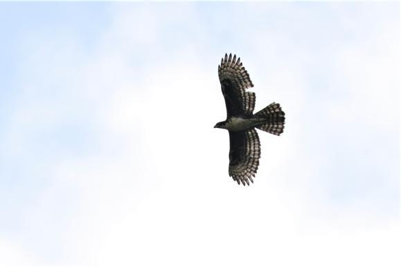 fanns här Yellow-browed Camaroptera som är typisk för denna typ av landskap. Roliga arter som Black and White Shrike-Flycatcher, Fraser s Forest Flycatcher visade upp sig fint.