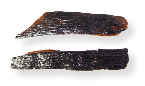 Skala 1:2. Foto: Anders Andersson. Fig. 14.