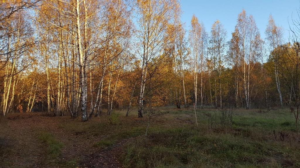 Figur 11 Exempel på vegetationen vid Loddby f.d. sulfitmassabruk vid ett platsbesök den 20 oktober 2018.