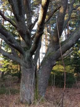 Naturvärdesobjekt 8: Blandskog 4 Visst naturvärde Säker Hanna Nilsson Skog och träd Blandskog Nej Förekomst av äldre vidkronig ek och en stor grov gran samt lövträd.