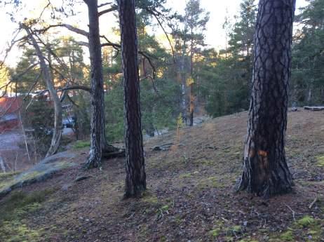 Naturvärdesobjekt 2: Barrblandskog 2 Högt naturvärde Säker Hanna Nilsson Skog och träd Barrblandskog Nej Förekomst av berghäll, block, gamla tallar, död ved och rödlistade arter.