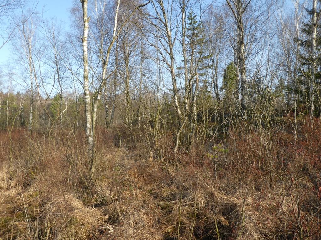 Objekt ID: 2 Naturvärdesbedömning: Visst naturvärde - naturvärdesklass 4 Dominerande naturtyp: Skog och träd Biotop: Blandsumpskog Beskrivning: Litet skogbevuxet fattigkärr dominerat av yngre björk