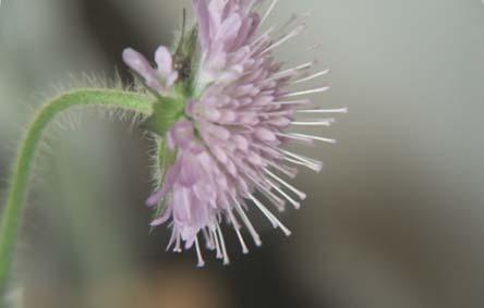 Pollination av åkervädd Knautia arvensis är välstuderad. Åkervädd har sina blommor paketerade i blomställningar om 60 100 småblommor.