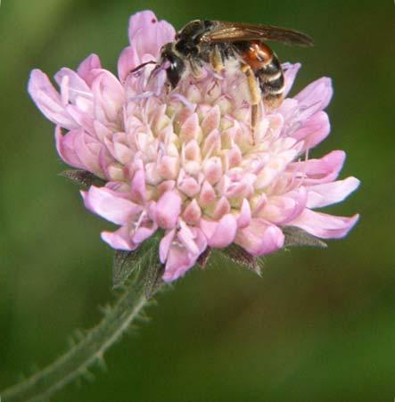 blomställningar. Här finns specialiserade vildbin som skördar pollen, dagfjärilar som suger nektar, skalbaggar som äter pollen, slamflugor som också äter pollen.