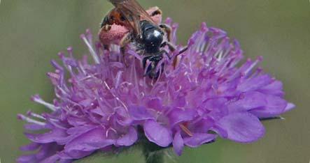 Fibblesandbi Andrena fulvago Fibblesandbiet är rödlistat i kategorin nära hota (Gärdenfors 2010). Arten är utbredd från Skåne till Uppland, men är mer spridd endast på Öland och Gotland.