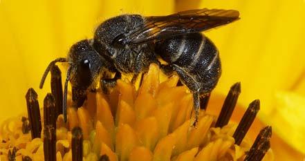 Figur 20. Utbredningskarta för halvknäpparen Microrhagus lepidus. Figur 21. Utbredningskarta för dvärgstriten Rhytistylus proceps.