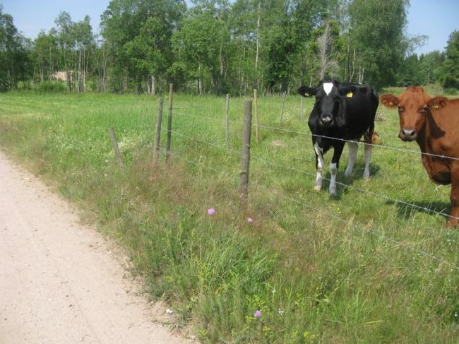 Insektsfällorna i denna ekoruta placerades i ett nedlagt stenbrott, nära en av de nötbetade hagarna.