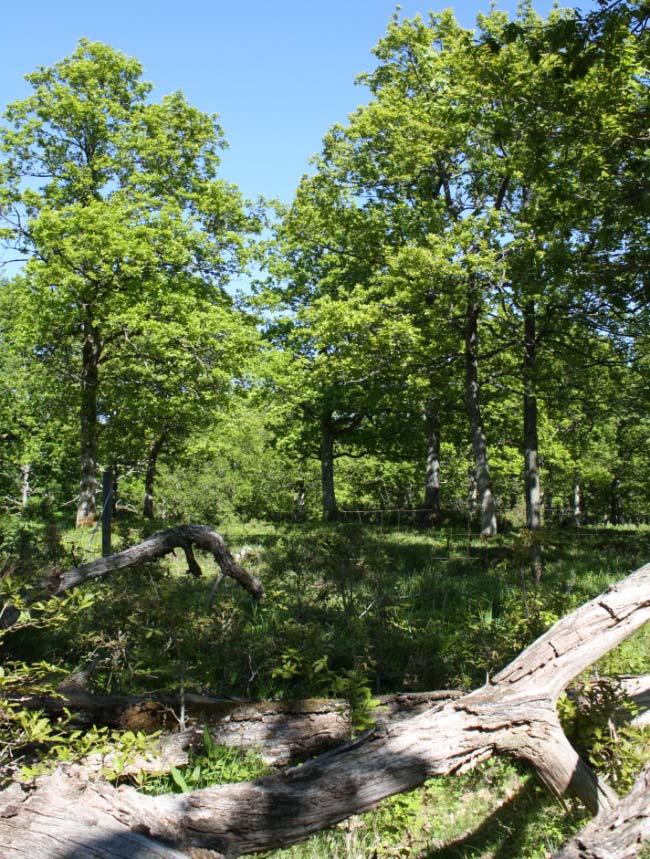 Figur 34. Halleberg.