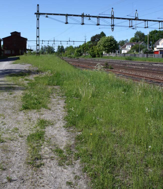 Insektsfällorna placerades nära den öppna