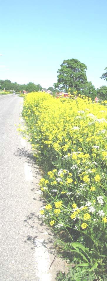 Sammanfattning Under sommaren 2010 genomfördes miljöövervakning av gaddsteklar och pollinatörer på tio lokaler i Västra Götalands län.