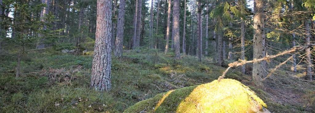 Vattenburen värme m oljepanna, ej i funktion.