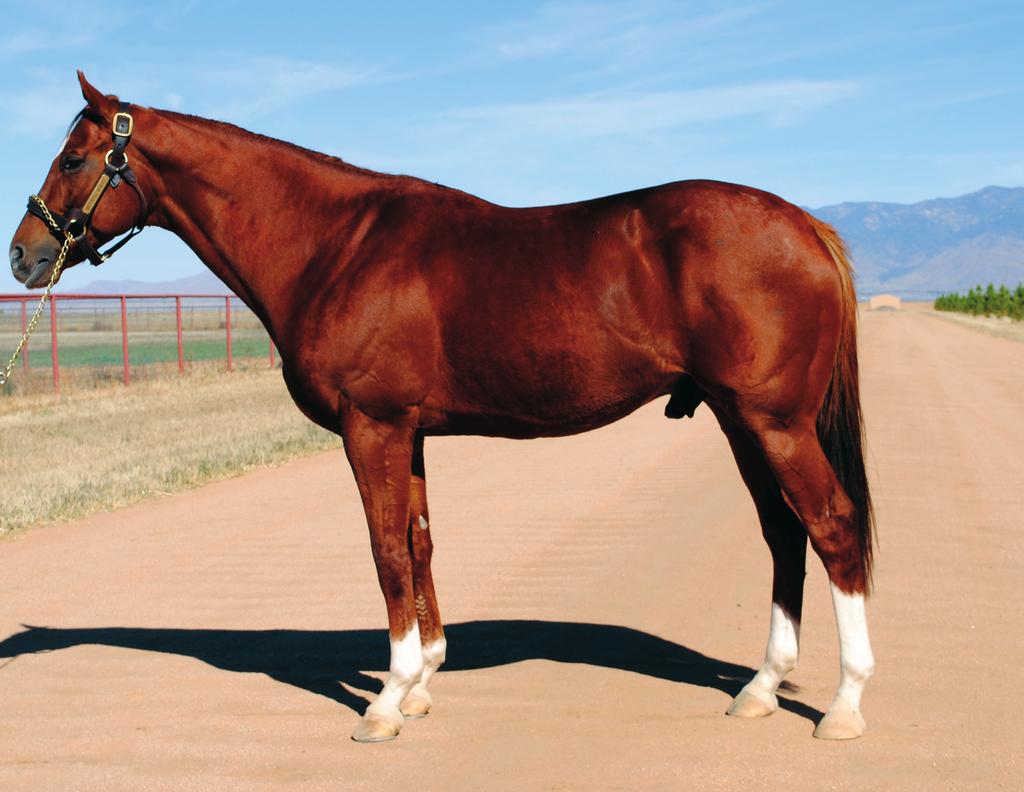 ARIZONA THOROUGHBRED - PDF Free Download