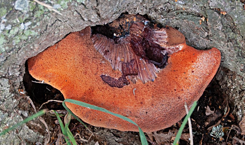 Losstagen fruktkropp från stam med vårtig hattovansida och fläckar av exponerat fruktkroppskött, påminnande om ett stycke nötkött och ovansidans papiller erinrande