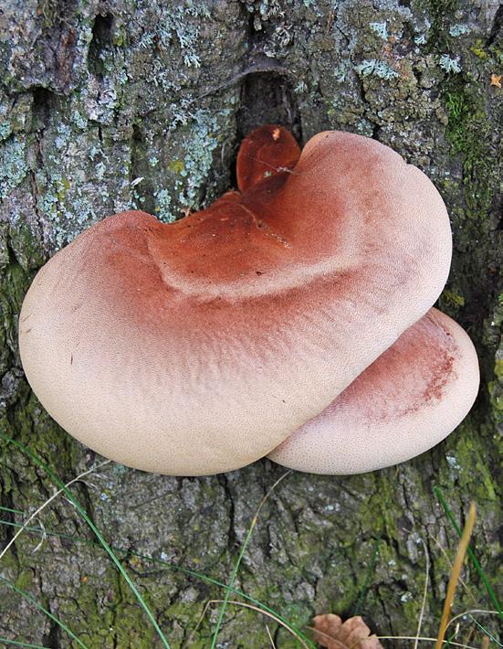 3 4 Figur 3-4. Unga, färska, ljust färgade, fint vårtiga fruktkroppar av oxtungssvamp, Fistulina hepatica på stammen av levande grov ek, Quercus robur.