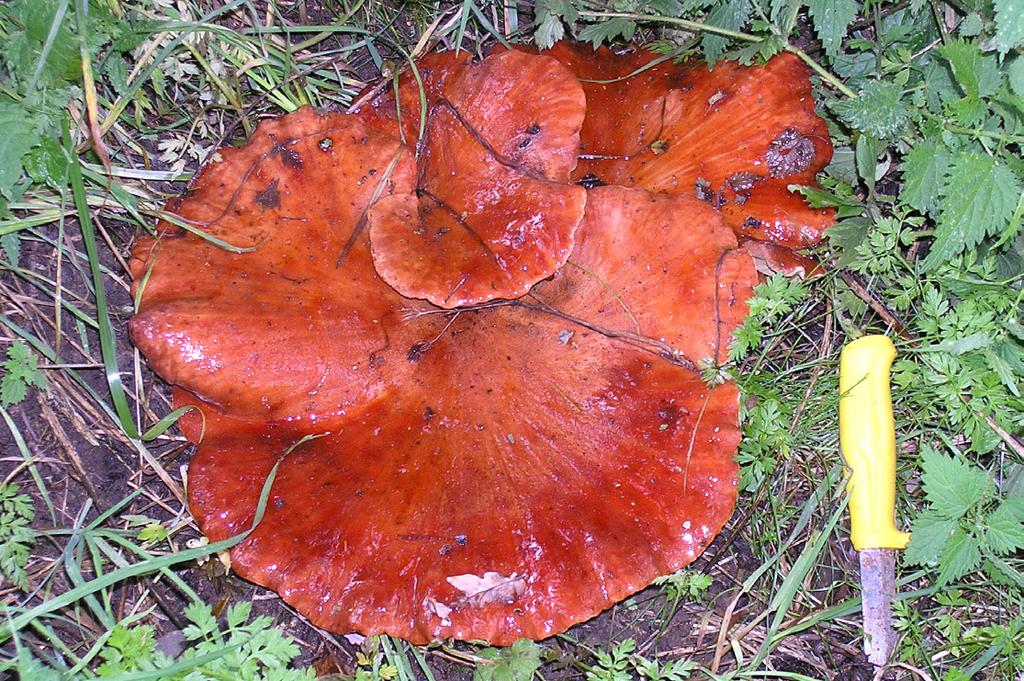 5: Med torr, tätt finvårtig yta. 6: Med torr, grovvårtig till fjällig yta.
