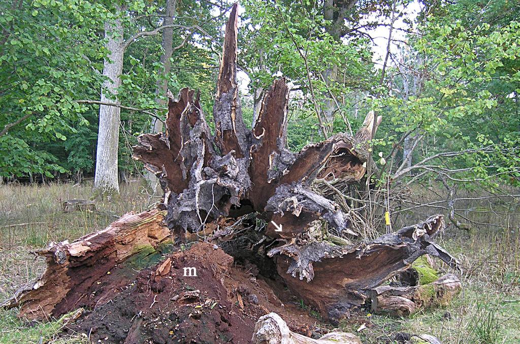 14 15 16 Figur 14-16. Rötbilder av oxtungssvamp, Fistulina hepatica, i grov ek, Quercus robur.