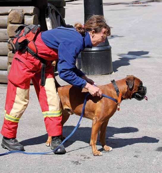 Neo, Sveriges första boxer med titeln Cert. räddningshund. muskler med elektroterapi och ökade på vattenträningen. Jag lade en mer medveten fysträning men inget extremt då han redan var vältränad.