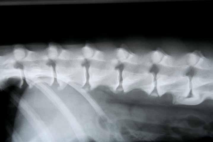 med åldrande och de flesta patienterna är medelålders eller äldre. De flesta hundar av olika raser som blir tillräckligt gamla får förr eller senare någon form av spondylos.