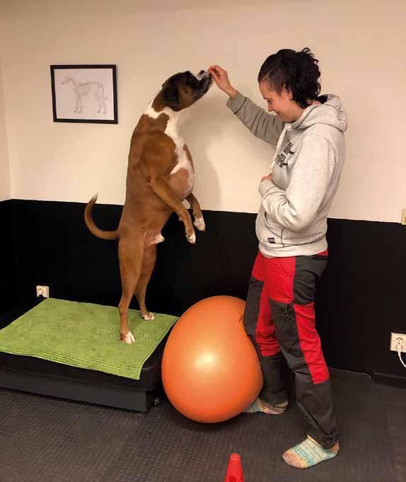 Med hjälp av medicinering (livslång) blev Milton en ny hund, glad och arbetsvillig, dock med begränsningar.