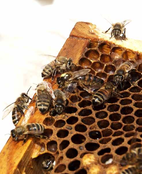 Samtidigt som nackdelarna är lätt åtgärdade, se tidigare artiklar. Under våren, försommaren och fram till optimum när bina är flest är det viktigt att de aldrig fyller sitt hålrum.