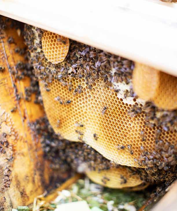 För att minska risken för att bina bygger snett rekommenderar jag att helst lägga endast två tomma lister bredvid varandra. Det ger ett så smalt utrymme att bina bygger i längsled.