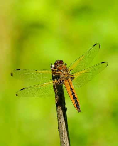 Paul-André Robert Dear friends odonatologists around the World, I am very proud to announce that the book of Paul-André Robert about larva of European Dragonflies is almost finished.