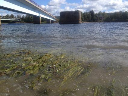 Naturmiljö Naturvärdesinventering (NVI) gjordes sommaren 2016 Syfte att identifiera och bedöma det aktuella