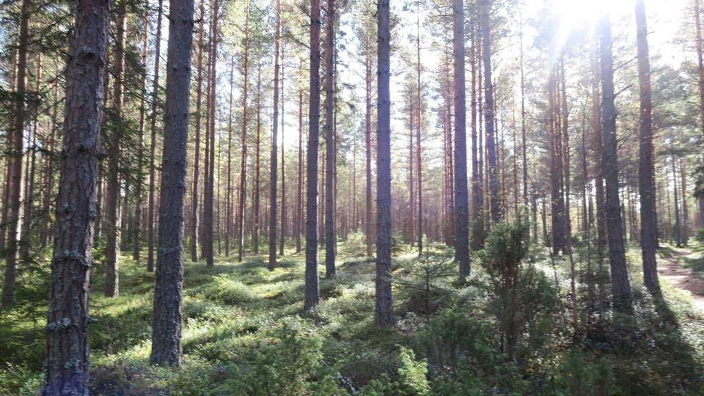 Koll på kemikalierna en förutsättning för hållbarhet Nina