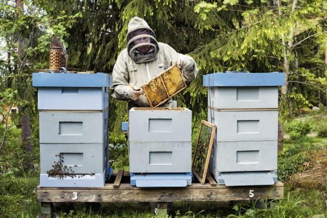 NYA REGLER OM BIHÄLSA Den 1 januari 2019 träder nya regler i kraft för kontroll av sjukdomar som hotar bin. Syftet är att modernisera smittskyddsarbetet och att minska krånglet.