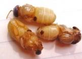 VARROA-BEKÄMPNING Slutet på hösten är en extra bra tid för varroabekämpning eftersom vi då lägger grunden för den kommande våren.