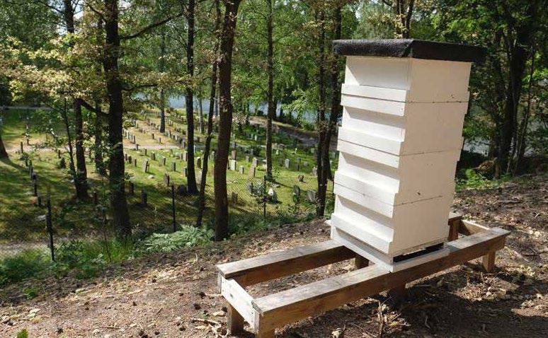 BIN PÅ KYRKOGÅRDEN Sedan i maj 2018 finns ett bisamhälle på Skogsö kyrkogård i Saltsjöbaden. Det står i sluttningen mot skogen ovanför gravkvarteren på kyrkogårdens nordöstra del.