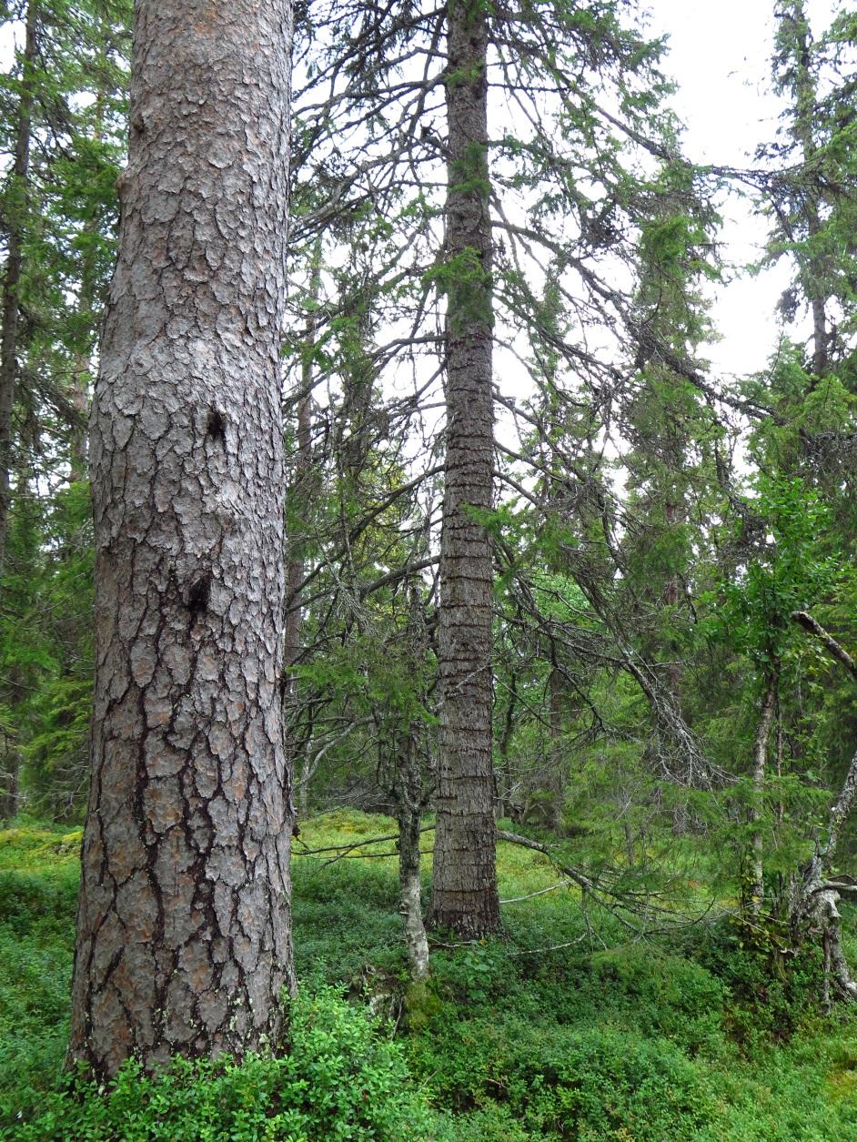 SKÖTSELPLAN Bilaga 4 3 (7) 5. Mål och åtgärder 5.1 Skog Skogen i naturreservatet utgörs helt och hållet av värdekärna (Foto 1). Gran- och barrblandskog av hög ålder dominerar.