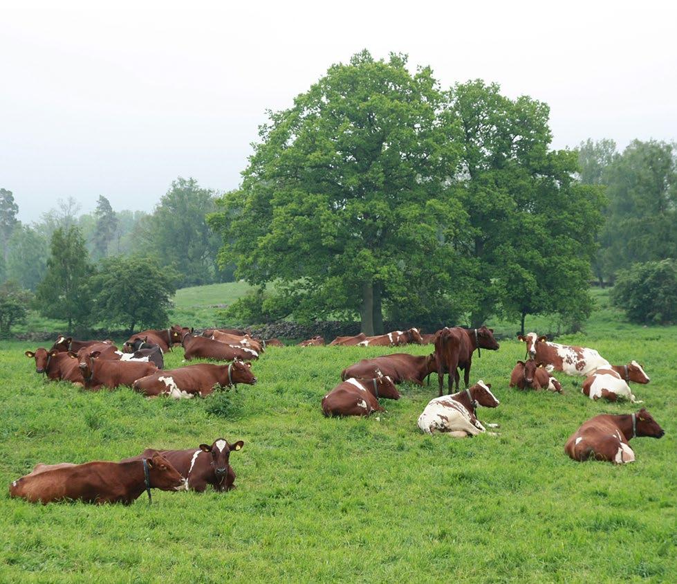 Fyra hörnstenar i trafikupphandlingen Miljöinriktning med 100% fossilfrihet, biogas ska vara huvudinriktning.